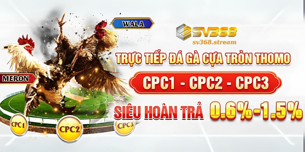 Những thành tích mà SV368 đá gà đã gặt hái được